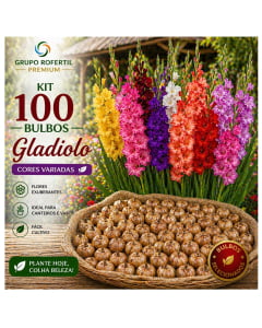 Kit 100 Bulbos de Gladiolo Cores Sortidas Flores Ornamentais Para Jardim Kit 100 Bulbos de Gladiolo Cores Sortidas Flores Ornamentais Para Jardim